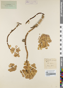 LE 01071031