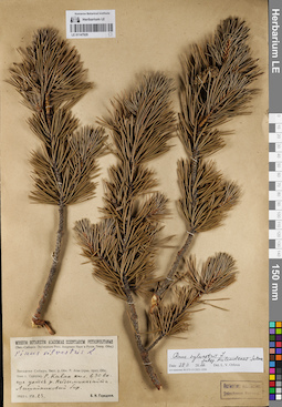LE 01147929