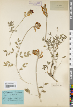 LE 01161665