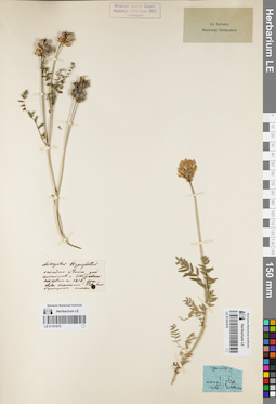 LE 01161676