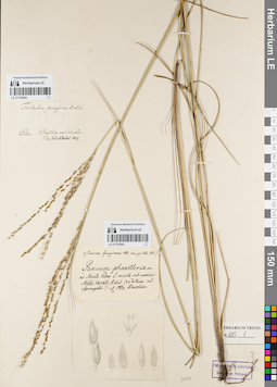 LE 01155494
