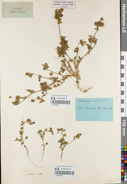 LE 01161952