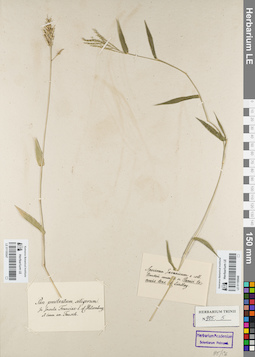 LE 01155547