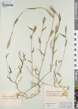 LE 01155556