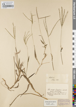 LE 01155701