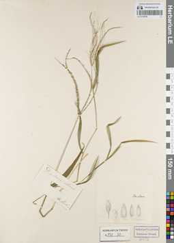 LE 01155706