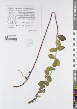 LE 01108797