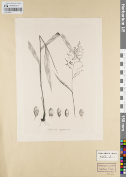 LE 01155793