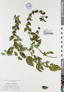 LE 01120407
