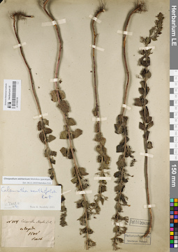 LE 01063130