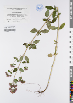 LE 01138333