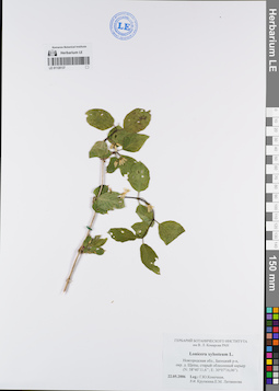 LE 01120137