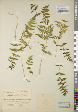 LE 01171903