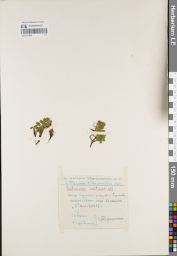 LE 01171952