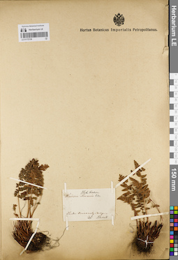 LE 01172136