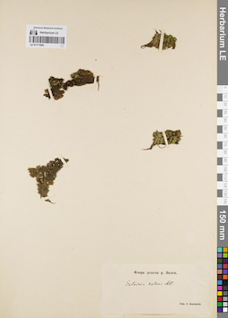 LE 01171965