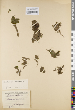 LE 01171981