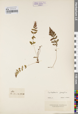LE 01172306