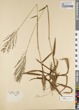 LE 01156087