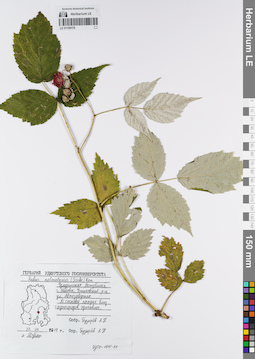 LE 01109178