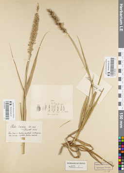 LE 01156155