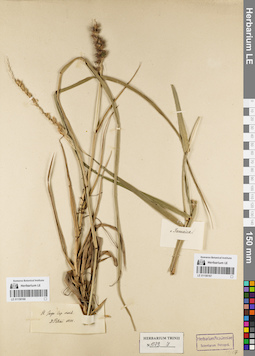 LE 01156166