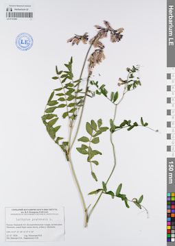 LE 01101905