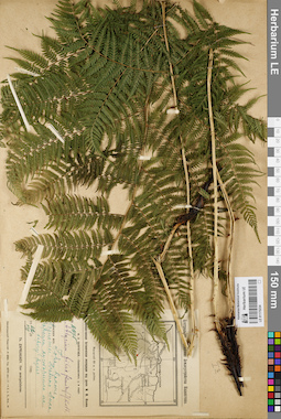 LE 01175234