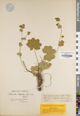 LE 01035487