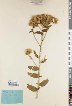 LE 01180572