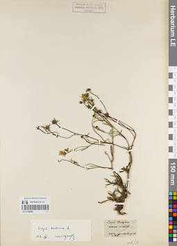 LE 01180590