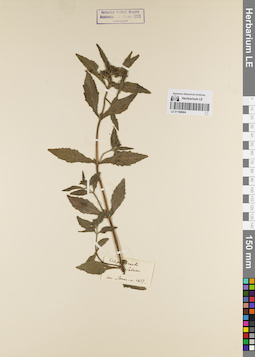 LE 01180604