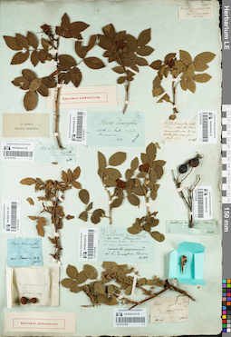LE 01161328