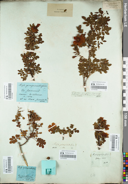 LE 01161840