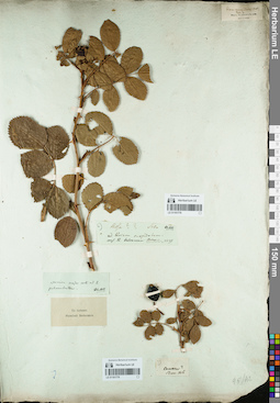 LE 01161779