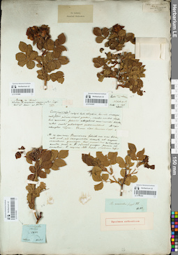 LE 01161858
