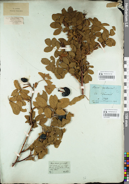 LE 01161872