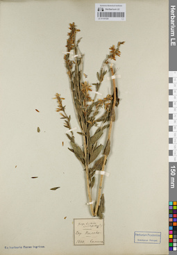 LE 01181526