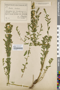 LE 01181542