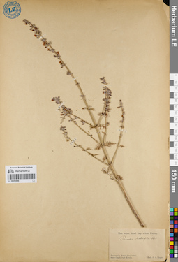 LE 00053686