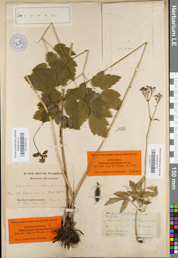 LE 01041117