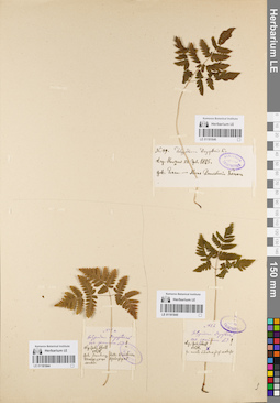 LE 01181846