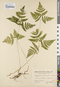 LE 01181828