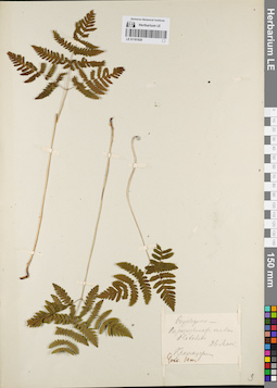 LE 01181829