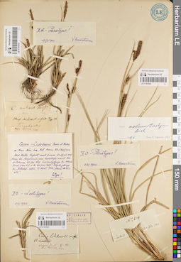 LE 01181932