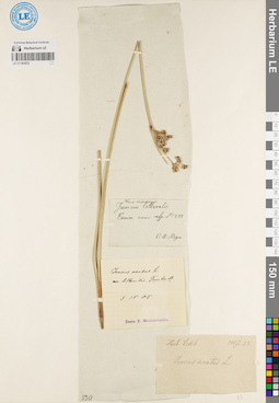 LE 01181972