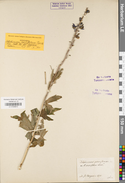 LE 01034812