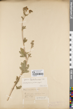 LE 00054729