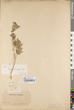 LE 00054742