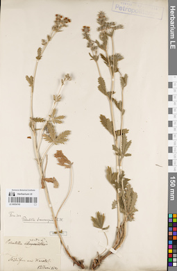LE 00054745